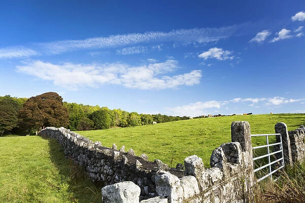 Rock Fence With Metal Gate And Grassy Hillside With Cattle Grazing, Trees And Blue Sky And Clouds, North Of Kilrush; County Clare, Ireland