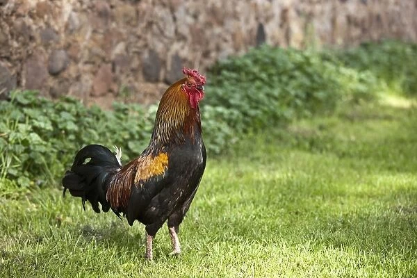 A Rooster; Northumberland, England