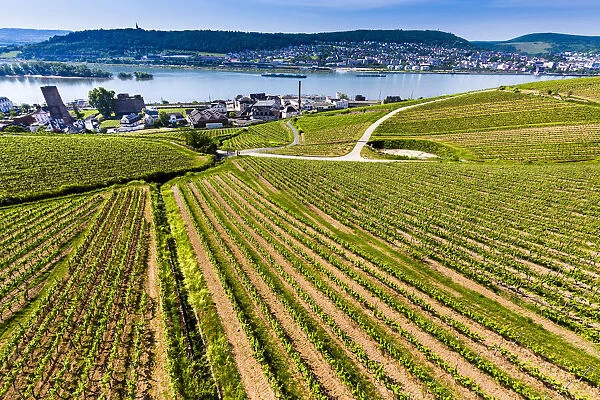 Rows of grapevines in fields of vineyards at Rudesheim in the Rhine Valley with views to the Rhine River, Germany