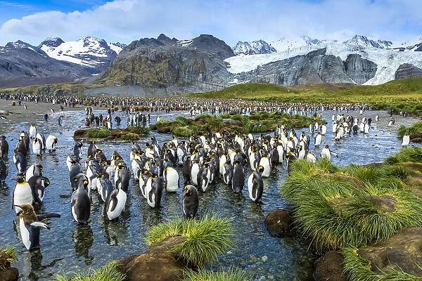 A scenic view of King Penguins near Gold Harbor in South Georgia, Antarctica