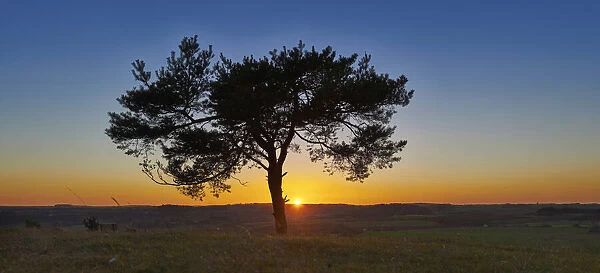 Scenic view of silhouette of Scots pine tree (Pinus sylvestris) at sunset in autumn, Upper Palatinate, Bavaria, Germany