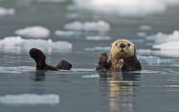 Sea Otter (Enhydra Lutris) Swims On Its Back Amidst The Sea Ice; Prince William Sound Alaska United States Of America