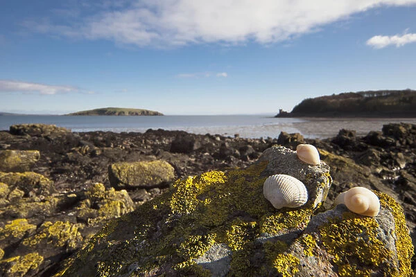 Seashells Sitting On A Rock Covered With Lichen; Dumfries And Galloway Scotland