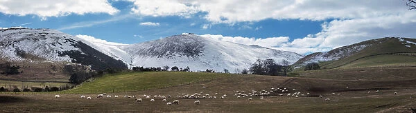 Sheep grazing in a field with snow covered mountains in the background; Northumberland England