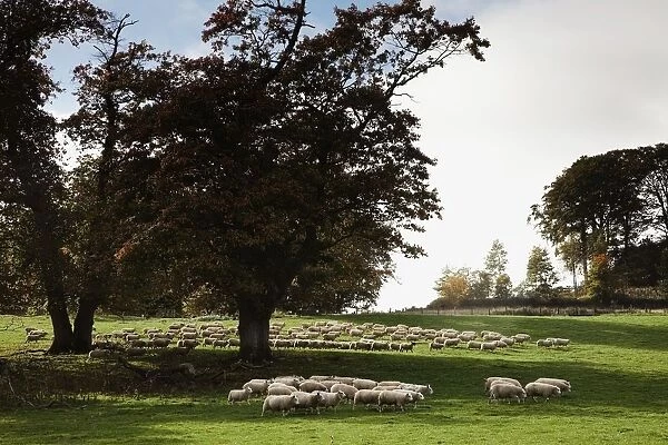 Sheep Grazing; Northumberland, England