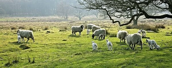 Sheep Grazing In A Pasture, Derbyshire, England