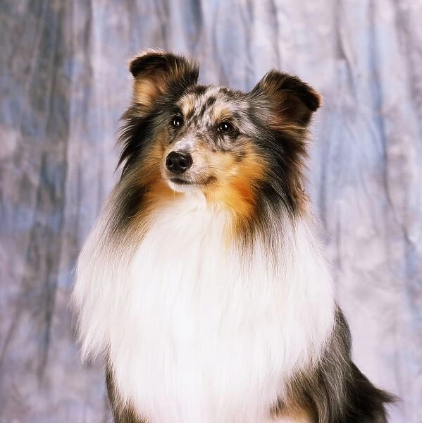 Shetland Sheepdog; Portrait Of A Dog