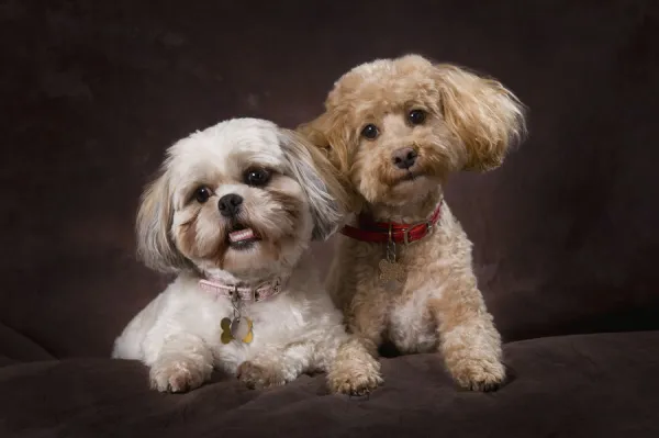 A Shihtzu And A Poodle On A Brown Backdrop; St. Albert, Alberta, Canada