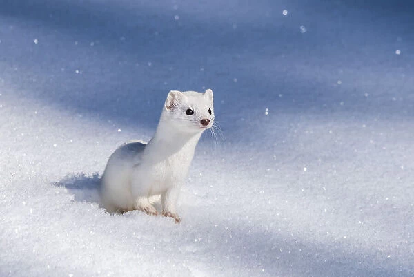 A short-tailed weasel sitting in the snow, looking forward, USA