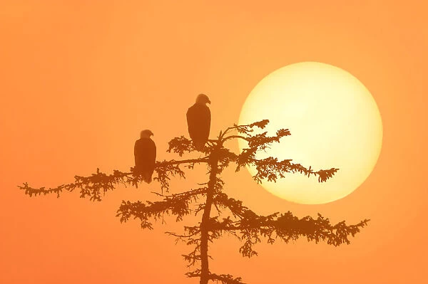 Silhouette Of Bald Eagle On Branch At Sunset Digital Composite