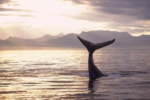 Silhouette Of Humpback Whale Fluke At Sunset In Frederick Sound, Tongass National Forest, Southeast Alaska, Summer
