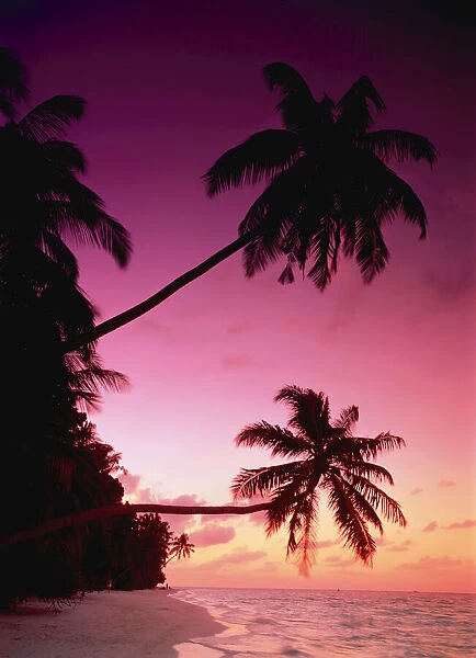 Silhouette of Palm Trees at Sunset Fihalhohi Island, Maldive Islands Indian Ocean
