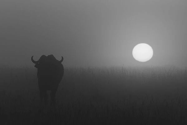 Silhouetted African buffalo in grass during misty dawn, Msai Mara National Reserve, Kenya