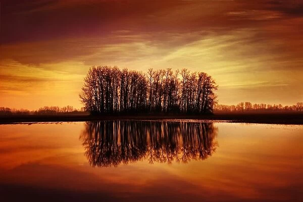 Silhouetted Trees Reflected On Water