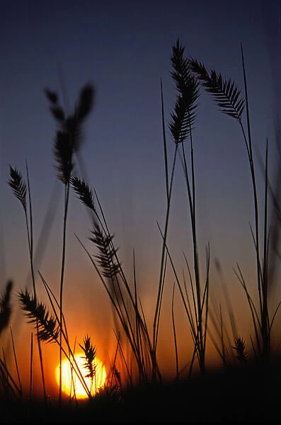 Silhouettes Of Wheat In A Farmers Field At Sunset, Val Marie, Saskatchewan