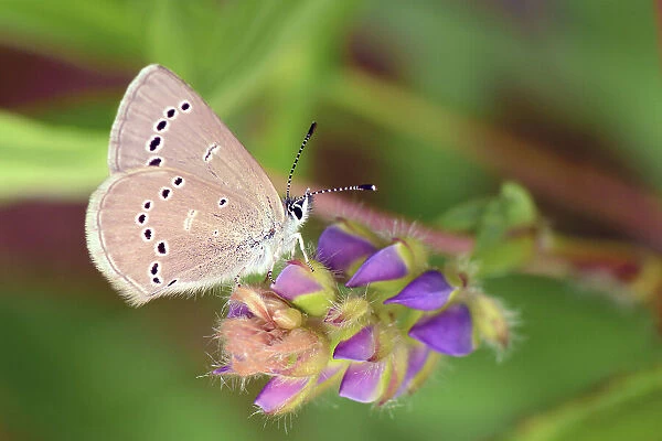 NA. A Silvery Blue butterfly, Glaucopsyche lygdamus, checks out lupine flower buds