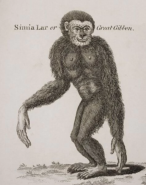 Simia Lar, Great Gibbon. Engraved By Barlow, 18Th Century