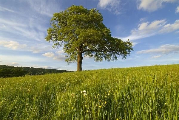 Single Oak Tree On A Hill