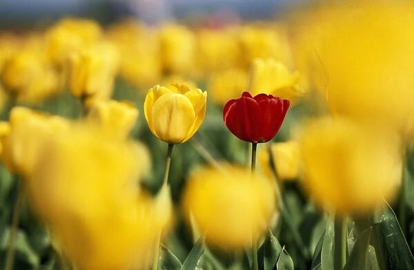 Single Red Tulip Among Yellow Tulips