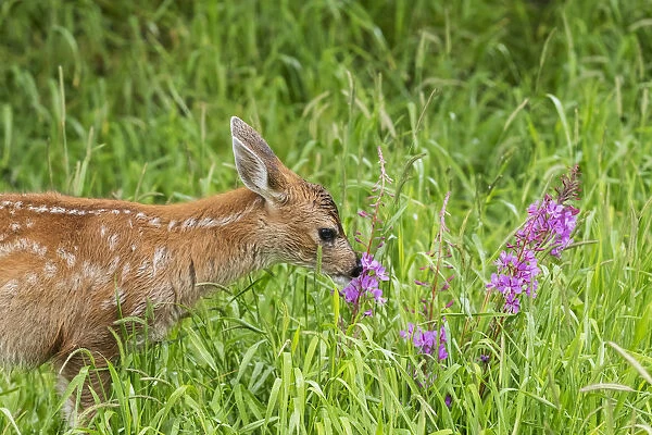 Sitka Black-Tailed Deer Fawn (Odocoileus Hemionus Sitkensis) Munches On Fireweed (Chamerion Angustifolium) In Pasture, Captive Animal At The Alaska Wildlife Conservation Centre; Portage, Alaska, United States Of America