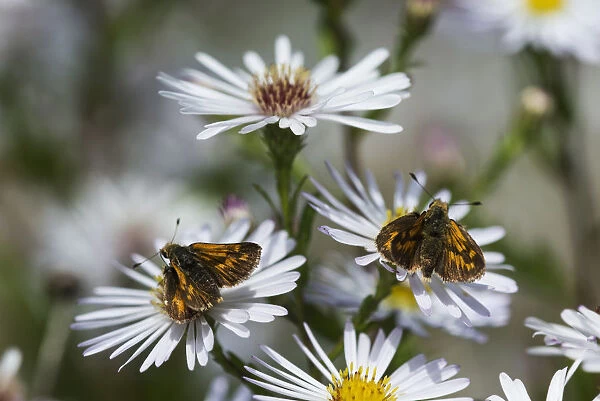Skipper Butterflies (Hesperiidae) Feed On Aster Blossoms In A Garden; Astoria, Oregon, United States Of America