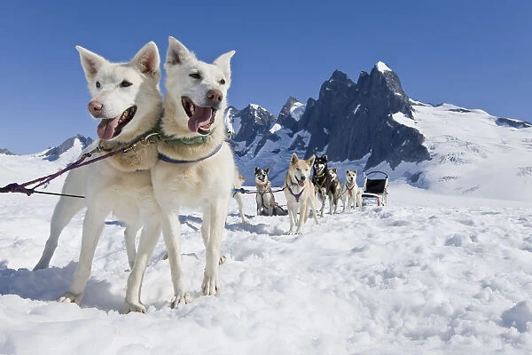 Sled Dog Team Standing On The Juneau Ice Field.  /  Nthe Granite Spires Of Mendenhall Towers Can Been Seen In The Distance. Summer In Southeast Alaska, Digitally Altered