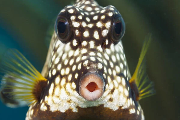 The Smooth Trunkfish (Lactophrys Triqueter) Is Common On Caribbean Reefs; Bonaire