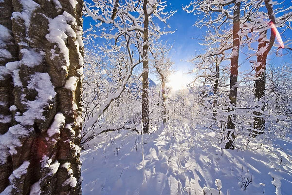Detail Of Snow Covered Cotttonwoods During Winter In Artic Valley, Alaska