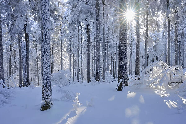 Snow Covered Forest, Grosser Inselsberg, Brotterode, Thuringia, Germany