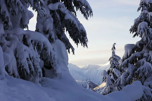 Snow Covered Pine Trees With Bending Branches In Winter; Alaska, United States Of America