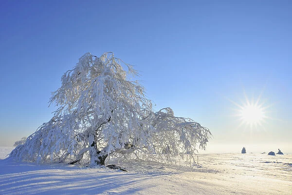 Snow Covered Tree with Sun, Heidelstein, Rhon Mountains, Bavaria, Germany