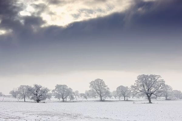 Snow Covered Trees And Field, Northumberland, England