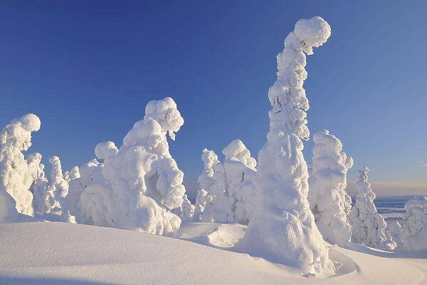 Snow Covered Trees in Winter, Rukatunturi, Kuusamo, Nordoesterbotten, Finland