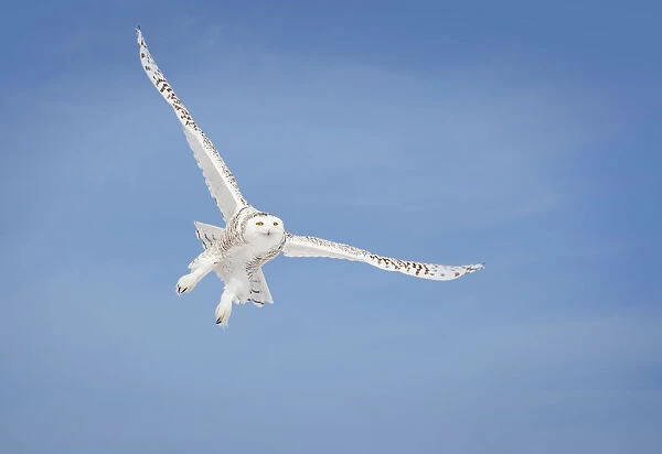 Snowy Owl (Bubo Scandiacus) In Flight; Saulte Saint Marie, Ontario, Canada