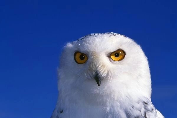 Snowy Owl, Looking At Camera, Stern Expression