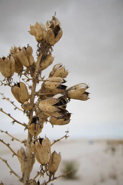Soaptree Yucca seed pods, White Sands National Monument, New Mexico, USA