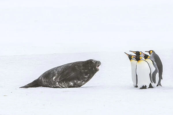 Southern elephant seal pup barking at group of king penguins on South Georgia Island, Antarctica