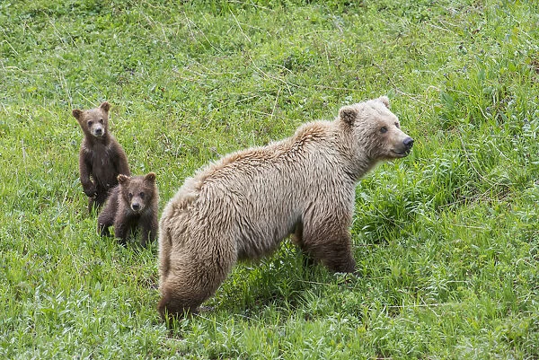 Sow With Spring Cubs In Denali National Park, Interior Alaska