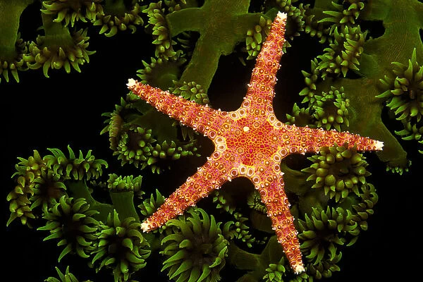 A Spiny Sea Star (Gomophia Egeria) On A Colony Of Green Tube Coral (Tubastrea Micrantha) At Night; Fiji Islands