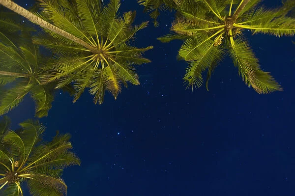Sri Lanka, near Unawatuna, Stars at night with palm tree; Thalpe