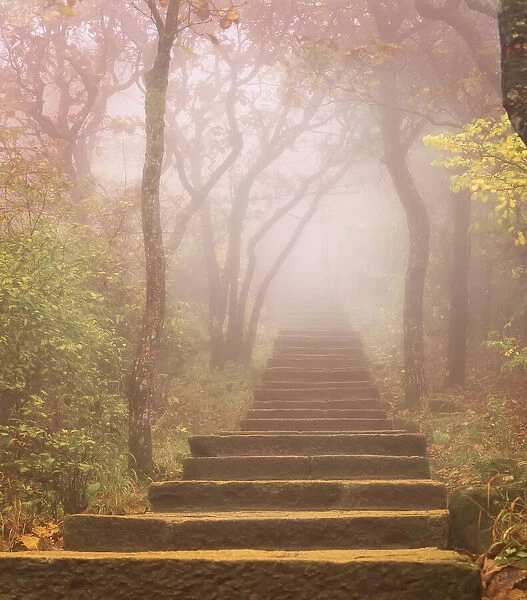 Stairway and Foliage in Fog Huangshan Mountains Anhui Province, China