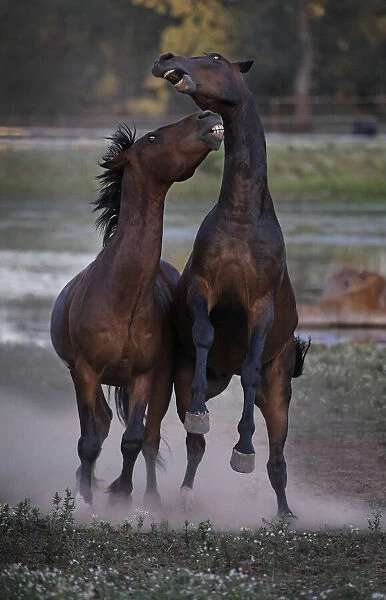 Stallions bite and battle at the Wild Horse Sanctuary