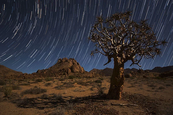 Star Trails Above A Quiver Tree (Kokerboom Or Aloe Dichotoma) In Richtersveld National Park; South Africa