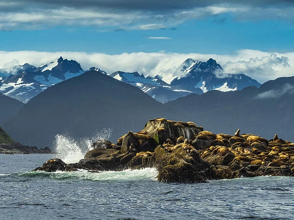 Stellers Sea Lions (Eumetopias jubatus) hauled out on rocky island; Katmai National Park, Alaska, United States of America