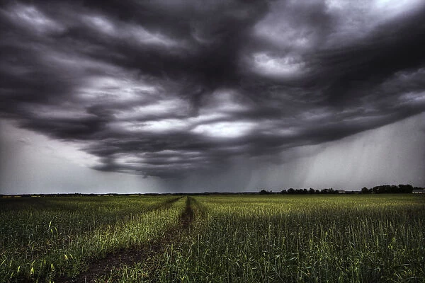 Storm Clouds And Rain Over A Track Leading Into An Unripened Wheat Field South Of Bon Accord, Alberta