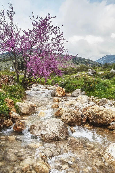 Stream Coming Off Mount Herman With Lush Grass And Blossoming Shrubs; Israel