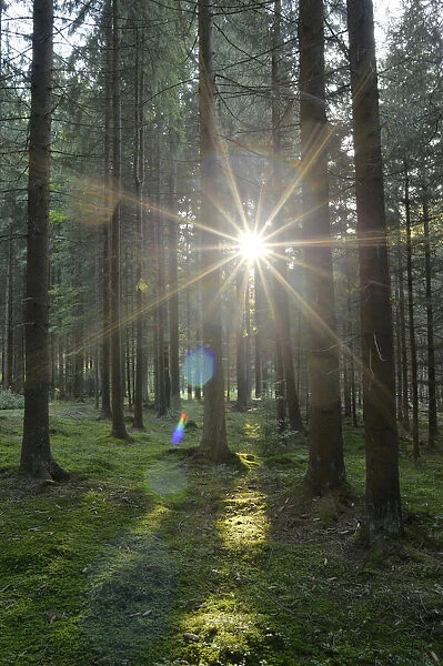 Sun Rays through Norway Spruce (Picea abies) Forest, Upper Palatinate, Bavaria, Germany