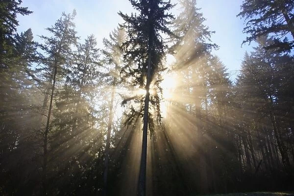 Sun Shining Through Morning Fog And Trees; Happy Valley, Oregon, United States Of America