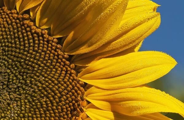 Sunflower Blooms In A Garden; Astoria, Oregon, United States Of America