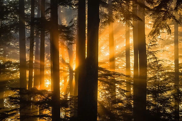 Sunrays Peak Through Fog And The Trees Of The Tongass National Forest, Juneau, Southeast Alaska